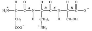 Trypsin is a protease enzyme that cleaves peptide bonds on the carbonyl side of basic amino acids.Which labeled bond(s) in the peptide below would be cleaved by trypsin?   A) A B) B C) C D) D E) A,C,and D