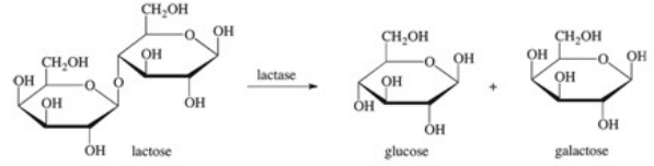 Lactase is an enzyme that catalyzes the following reaction.Which statement describing this reaction is FALSE?   A) Lactose is the substrate in this reaction. B) Glucose is a product in this reaction. C) Galactose is a cofactor in this reaction. D) This reaction occurs in the active site of lactase. E) Lactase is a hydrolase enzyme.