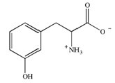 <strong>Phenylketonuria (PKU)is an inherited disease caused by the inability to produce a properly working form of the enzyme phenylalanine hydroxylase.This enzyme catalyzes the conversion of the amino acid phenylalanine to the amino acid tyrosine by adding a hydroxyl group to the para position on the ring.Based on this information,what is the structure of tyrosine (Tyr)? </strong> A) B) C) D) E)