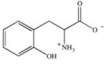 <strong>Phenylketonuria (PKU)is an inherited disease caused by the inability to produce a properly working form of the enzyme phenylalanine hydroxylase.This enzyme catalyzes the conversion of the amino acid phenylalanine to the amino acid tyrosine by adding a hydroxyl group to the para position on the ring.Based on this information,what is the structure of tyrosine (Tyr)? </strong> A) B) C) D) E)