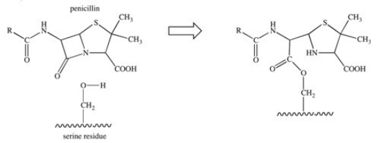 The penicillin class of antibiotics is inhibitors of an enzyme responsible for the formation of bacterial cell walls.The penicillin covalently binds to a serine residue in the active site of the enzyme,as depicted below.What type of bond is formed between the penicillin and the active site?   A) hydrogen bond B) ionic bond C) glycosidic linkage D) ester bond E) acetal bond