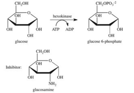The enzyme hexokinase catalyzes the phosphorylation of glucose according to the reaction shown below.Glucosamine is a competitive inhibitor of hexokinase.Which of the following best describes the inhibition by glucosamine?   A) Glucosamine stabilizes the active site of the enzyme,preventing glucose-6-phosphate from being released. B) Glucosamine reacts with glucose,preventing it from binding to the active site of the enzyme. C) Glucosamine binds to the active site of the enzyme,preventing glucose from binding. D) Glucosamine binds to the surface of the enzyme,causing a change in the shape of both the enzyme and the active site,preventing glucose from binding. E) Glucosamine reacts with glucose-6-phosphate,preventing it from being released from the active site.