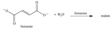 The enzyme fumarase is a lyase enzyme that catalyzes the hydration of fumarate to give malate.What is the structure of malate?   A)    B)    C)    D)    E)   