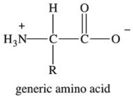 Amino acids are the building blocks of proteins.Which of the following statements concerning amino acids is FALSE?   A) There are 20 different amino acids that occur naturally in human proteins. B) The amino acids that make up human proteins are called essential amino acids. C) The amino acids present in human proteins are  alpha  amino acids. D) Except for glycine,where R=H,amino acids are chiral molecules. E) Amino acids are classified by the nature of the side chain R groups that are present.