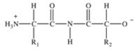 <strong>Proteins are long chains of amino acids joined together by peptide bonds.Which of the following properly depicts the peptide bond formed between two generic amino acids?</strong> A) B) C) D) E)