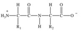 <strong>Proteins are long chains of amino acids joined together by peptide bonds.Which of the following properly depicts the peptide bond formed between two generic amino acids?</strong> A) B) C) D) E)