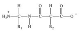 <strong>Proteins are long chains of amino acids joined together by peptide bonds.Which of the following properly depicts the peptide bond formed between two generic amino acids?</strong> A) B) C) D) E)