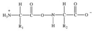 <strong>Proteins are long chains of amino acids joined together by peptide bonds.Which of the following properly depicts the peptide bond formed between two generic amino acids?</strong> A) B) C) D) E)