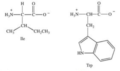 Which of the following best describes where the amino acids isoleucine and tryptophan are most likely to be found in the tertiary structure of a protein?   A) at the N-terminal end of the protein B) at the C-terminal end of the protein C) on the exterior surface of the folded protein where contact with water is greatest,due to their hydrophilic nature D) in the interior of the folded protein away from water,due to their hydrophobic nature E) in the hydrophilic interior of the protein due to their ability to form side chain hydrogen bonds with each other