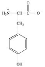 How is the following amino acid categorized? The structure shows its form at pH = 7.   A) hydrophobic B) polar,acidic C) polar,basic D) polar,neutral E) None of the choices are correct.