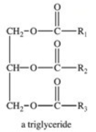 Dietary fats and oils are structurally both triglycerides,but fats are solids and oils are liquids at room temperature.Which of the following best describes the reason for their difference in physical state?   A) Fats contain 3 identical fatty acid R groups and oils contain different R groups. B) Oils contain 3 identical fatty acid R groups and fats contain different R groups. C) Oils contain longer fatty acid R groups than fats do. D) Fats contain more hydroxyl groups in their fatty acid R groups than oils do. E) Oils contain a higher percentage of unsaturation in their fatty acid R groups than fats do.