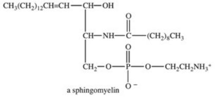 Sphingomyelins are a type of sphingolipid,cell membrane lipids that contain sphingosine,an 18-carbon amino alcohol,as the backbone of the structure.What type of bond joins the fatty acid portion of the sphingomyelin molecule to the sphingosine backbone?   A) C=C bond B) amide bond C) ionic bond D) phosphodiester bond E) hydrogen bond