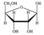 The structure of ribose,found in RNA,is shown below.How does the structure of deoxyribose,found in DNA,compare to it?   A) Deoxyribose has one less oxygen. B) Deoxyribose has one more oxygen. C) Deoxyribose has one less oxygen and one less hydrogen. D) Deoxyribose has one less hydrogen. E) Deoxyribose has one less oxygen and two less hydrogens.