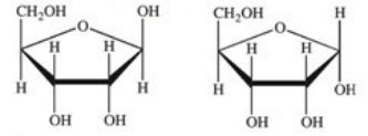 What term properly describes the relationship between the two compounds shown?   A) betamers B) constitutional isomers C) enantiomers D) anomers E) unrelated