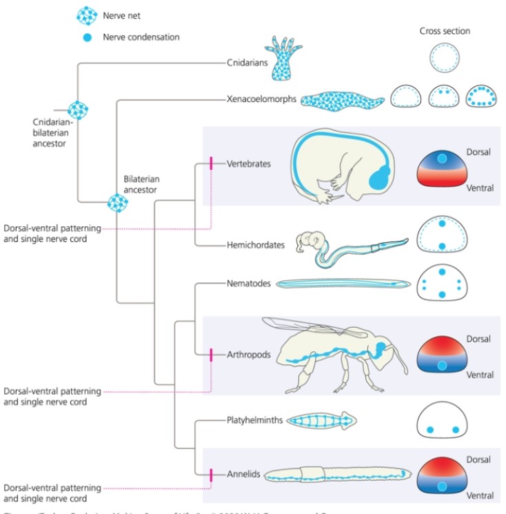 <strong>What does the following phylogeny of animals suggest? </strong> A) Dorsal-ventral patterning and a single nerve cord may have evolved in three independent lineages. B) The common ancestor of invertebrates had a single nerve cord. C) Arthropods have a unique dorsal-ventral pattern. D) a and b E) none of the above