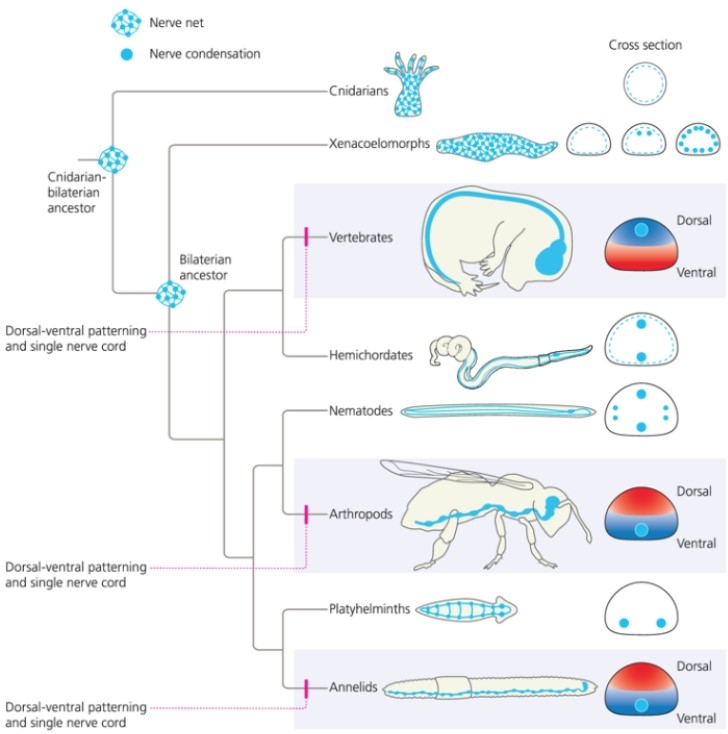 What does the following phylogeny suggest?   A)  The bilaterian ancestor likely had a nervous system arranged like cnidarians. B)  The bilaterian ancestor may have had a diffuse net of nerves. C)  The evolution of a single nerve cord occurred in the common ancestor of all animals. D)  a and b E)  a, b, and c