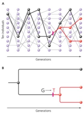In the following figure, what do circles with no lines extending from them represent?   A)  pathogenic variants of alleles B)  points where two lineages converged C)  the occurrence of single nucleotide polymorphisms D)  alleles that were not transmitted to the next generation
