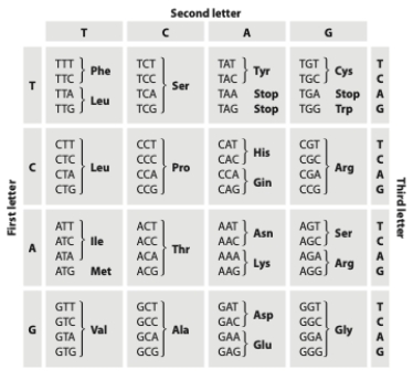 The codon TCA codes for serine. If a new mutation occurred that replaced the  A  with a  T,  this mutation would be _______________, and its fate would most likely be determined by ___________.   A)  nonsynonymous; genetic drift B)  nonsynonymous; natural selection C)  synonymous; genetic drift D)  synonymous; natural selection