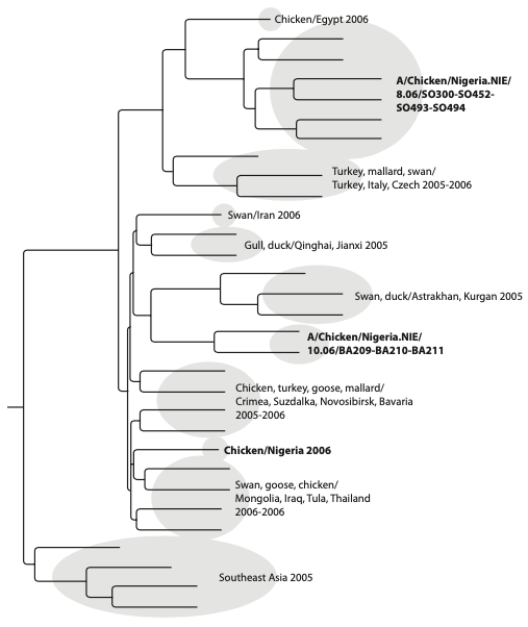 A few years ago, the avian influenza virus (H5N1) swept from Asia, across Russia, to Europe. Nigeria was the first African country to report detection of the virus in chickens. The phylogeny below depicts the relationships between H5N1 from Nigeria and samples from other parts of Asia and Europe. Samples from Nigeria are labeled either as Lagos or northern Nigeria. Given the phylogeny below, what is the minimum number of times H5N1 was introduced to Nigeria?  