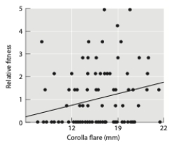 Given the graph below, and assuming that corolla flare is heritable, what type of selection should occur?   A)  directional B)  stabilizing C)  disruptive D)  overdominance E)  frequency-dependent