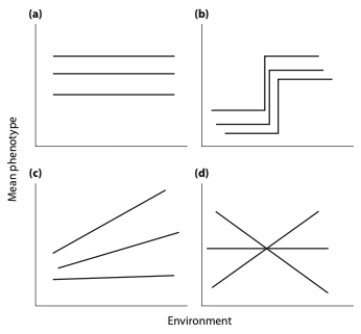 Each graph below shows the phenotype produced by three different genotypes in different environmental conditions (each line is a genotype). For each graph write  plasticity  or  no plasticity  depending on whether the graph depicts phenotypic plasticity. Also, write  G × E  or  no G × E  depending on whether the graph depicts a genotype by environment interaction.  