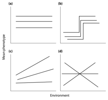 Each graph below depicts reaction norms for three different genotypes reared in different environments. In which case(s) is/are there a capacity for phenotypic plasticity to further evolve (you can assume that graphs for parents and their offspring would be the same)? Explain your answer.  