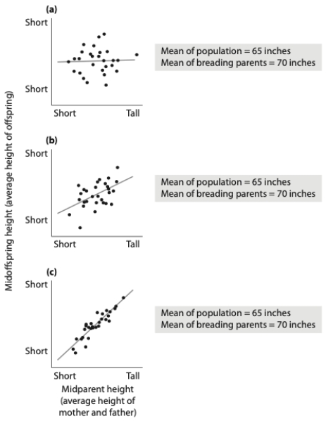 You are studying the effect of directional selection on body height in three populations (a, b, and c) below.   (a) What is the selection differential? Show your calculation. (b) Which population has the highest narrow sense heritability for height? Explain your answer. (c) If you examined the offspring in the next generation in each population, which population would have the highest mean height? Why? 