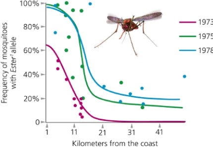 Which of the following statements is/are supported by the figure?   A)  In 1973 the Ester<sup>1</sup> allele was less widespread than in 1975 or 1978. B)  The Ester<sup>1</sup> allele was fixed in coastal populations by 1975. C)  In 1973 the Ester<sup>1</sup> allele did not exist 21 km inland. D)  all of the above