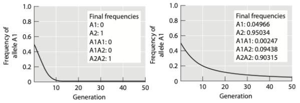 The graphs below show the results of simulations of the effect of selection on deleterious alleles. Population size is infinite in both simulations, and the starting frequency and the strength of selection are the same.   (a) Based on the shape of the curves, why do the results of the simulations differ? Explain your answer. (b) The allele in the second simulation is not eliminated entirely from the population. Would this change if the population was finite in size? Why or why not?