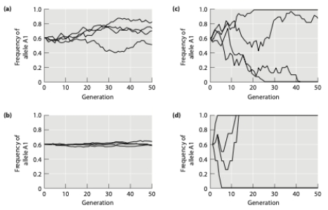 Below you see graphs that depict the change in frequency of a neutral allele in four populations that differ in size. Which population would you predict is the smallest?  