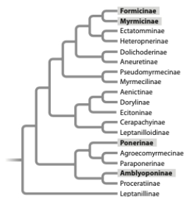 Trap jaw ants have modified mandibles that function like a bear trap-when a potential prey item triggers the jaw, it snaps shut with amazing speed (up to 145 mph) . The groups highlighted in the phylogeny below include species that have evolved trap jaws. With reference to this tree it appears that   A)  the trap jaw could be a homologous trait for Formicinae and Ponerinae. B)  the trap jaw is homoplasious (analogous)  for Myrmicinae and Ponerinae. C)  the trap jaw is homoplasious (analogous)  for Odontomachus and Myrmoteras. D)  a and c E)  b and c