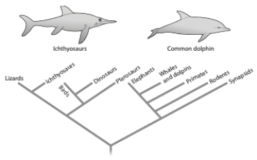 Given the tree below, the similar body shape of ichthyosaurs and dolphins is best described as   A)  an example of convergent evolution. B)  a homoplasious trait. C)  an analogous trait. D)  all of the above E)  none of the above