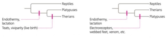 Comparing the two phylogenies below, we can conclude that   A)  therians are more derived than platypuses. B)  platypuses are the ancestor of therians. C)  therians are more primitive than platypuses. D)  the two phylogenies show the same evolutionary relationship.