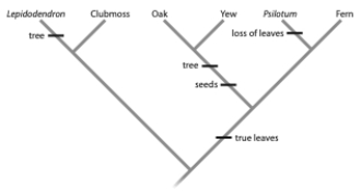 In the tree below, assume that the ancestor was an herb (not a tree)  without leaves or seeds. Which currently existing species has/have this same combination of traits?   A)  fern B)  Psilotum C)  clubmoss D)  a and c E)  b and c