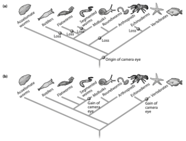 Referring to the phylogenetic trees below which statement(s)  is/are correct?   A)  Tree A proposes that the camera eye of mollusks and vertebrates is homologous; tree B proposes that the camera eye of mollusks and vertebrates arose through convergent evolution. B)  Tree B proposes that the camera eye of mollusks and vertebrates is homologous; tree A proposes that the camera eye of mollusks and vertebrates arose through convergent evolution. C)  Tree B is more parsimonious. D)  a and c E)  b and c