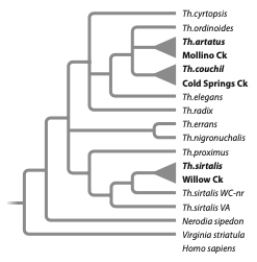 Only a few species of garter snakes (Thamnophis atratus, Th. couchii, and Th. sirtalis)  have evolved the ability to tolerate a toxin produced by newts called tetrodotoxin (TTX) . The phylogeny below shows how these three species are related. Referring specifically to Th. couchii and Th. sirtalis, tolerance to TTX is an example of a ______ caused by _______.   A)  reversal; homology B)  homology; convergent evolution C)  homoplasious trait; convergent evolution D)  homoplasious trait; homology E)  ancestral homology; natural selection