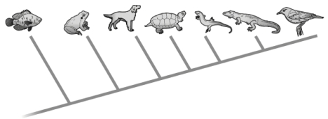 Given the tree below, which of the following statements is correct?   ​ A)  A fish is more closely related to a frog than it is to a bird. B)  The dog evolved before the turtle. C)  A frog is the most recent ancestor of a dog. D)  all of the above E)  none of the above
