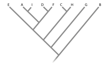Given the following tree, which tree below is incorrect?   ​   ​ A)  (a)  B)  (b)  C)  (c)  D)  (d) 