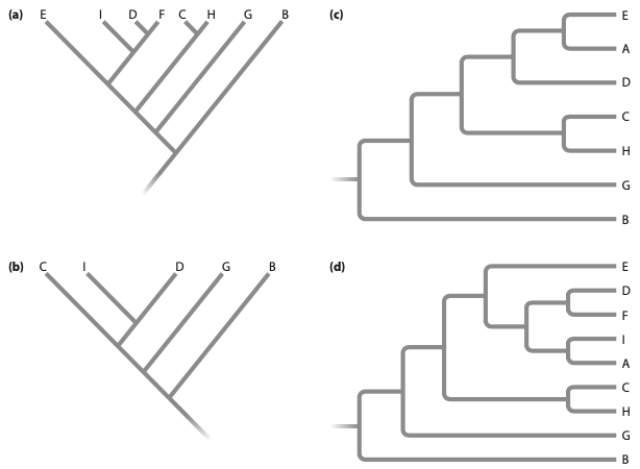 Given the following tree, which tree below is incorrect?   ​   ​ A)  (a)  B)  (b)  C)  (c)  D)  (d) 