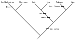 In the tree below, assume that the ancestor was an herb (not a tree)  without leaves or seeds. Given this, the evolution of a tree habit in Lepidodendron, oak, and yew   A)  is an example of convergent evolution between Lepidodendron and the oak-yew clade. B)  is an example of convergent evolution between oak and yew. C)  is a homologous trait for oak and yew. D)  a and c E)  b and c