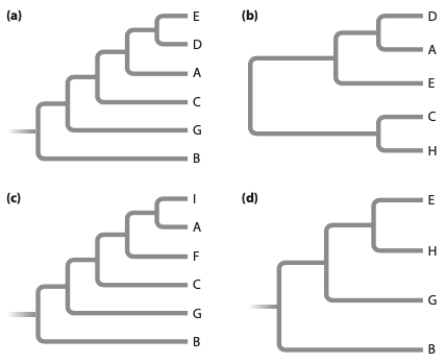 Given the following tree, which tree below is incorrect?   ​   ​ A)  (a)  B)  (b)  C)  (c)  D)  (d) 