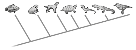 Based on information provided in the tree below, which of the following statement(s)  is/are accurate?   A)  The frog, dog, turtle, and lizard form a monophyletic group. B)  The fish is the ancestor of the rest of the species in the tree. C)  Frogs are older than birds. D)  all of the above E)  none of the above