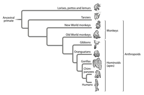 Referring to the tree below, which is an accurate statement about relationships?   A)  A gorilla is more closely related to a human than it is to an orangutan. B)  A gorilla is more closely related to an orangutan than a human. C)  A gorilla is equally related to a human and an orangutan. D)  An orangutan is related to chimpanzees and orangutans but not humans.