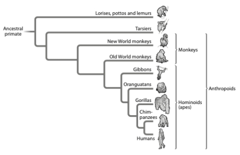 Given the tree below, which statement(s)  is/are correct?   A)  The lineage leading to modern-day lemurs is older than the lineage leading to modern-day humans. B)  The monkeys form a monophyletic group. C)  a and b D)  none of the above