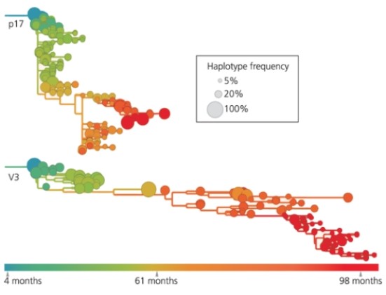 The figure below shows two regions (p17 and V3)  of the HIV genome in the same patient. Which of the following conclusions can be drawn from the graph?   A)  V3 has gone through more evolutionary change than p17. B)  p17 is less tolerant of mutations than V3. C)  Mutations in the V3 region are likely to have neutral or positive effects. D)  all of the above