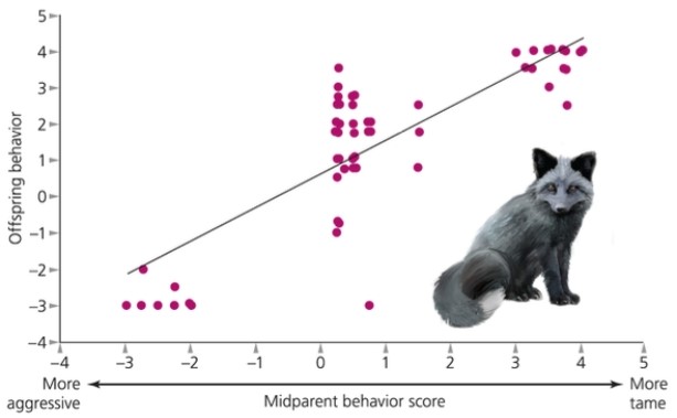 What does the following figure on aggressive behavior in foxes suggest?   A)  Aggressive behavior is heritable. B)  There is variation in aggressive behavior. C)  Aggression affects the fitness of foxes. D)  a and b E)  a, b, and c