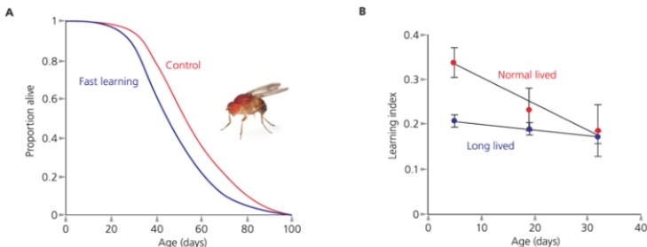 What do(es)  the following figures suggest about learning in Drosophila flies?   A)  Learning may impose an evolutionary trade-off between its costs and benefits. B)  Long-lived flies were slower at learning than wild-type flies. C)  Fast-learning flies have shorter life spans than control flies. D)  b and c E)  all of the above