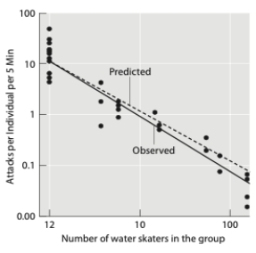 The figure below shows the number of predatory attacks per individual in water skater groups of different sizes. The information in the graph demonstrates which benefit of grouping?   A)  increased vigilance B)  dilution C)  group defense D)  cooperative foraging E)  There is no benefit.