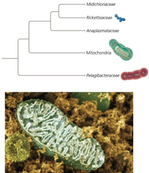 Which statement does the following figure support?   A)  Mitochondria are capable of living outside of eukaryotic hosts. B)  Mitochondria evolved from Pelagibacteraceae. C)  Mitochondria are more closely related to marine Pelagibacteraceae than they are to the disease-causing Rickettsiaceae. D)  all of the above