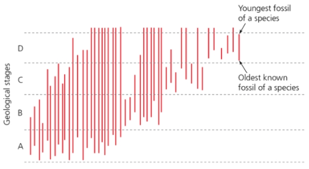 Based on the figure below, what is the number of turnovers in stage B?   A)  34 B)  24 C)  16 D)  4